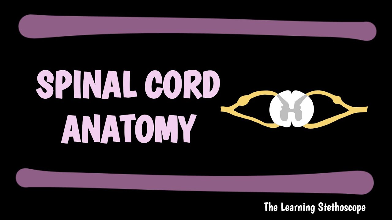 Spinal Cord Explained | Neurology | The Learning Stethoscope