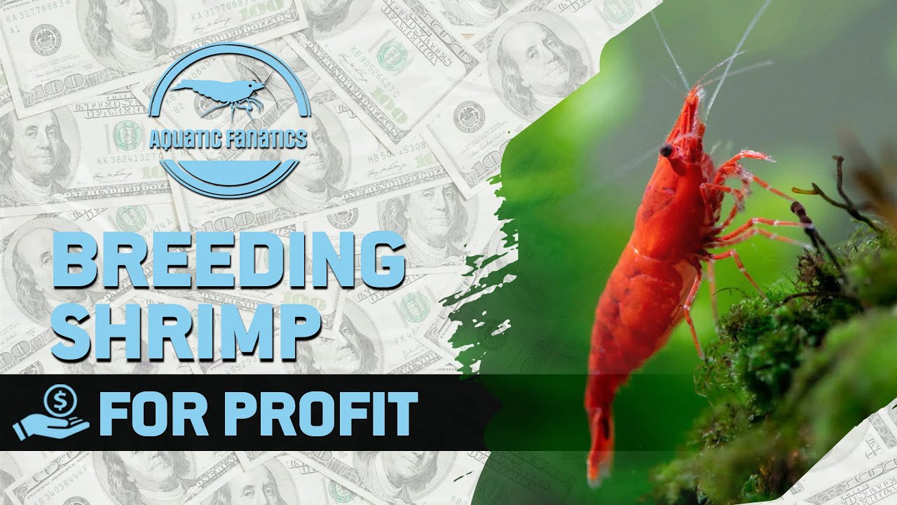 My Journey Breeding Cherry Shrimp for profit.#CherryShrimpBreeding #AquariumHobby #ShrimpTankSetup