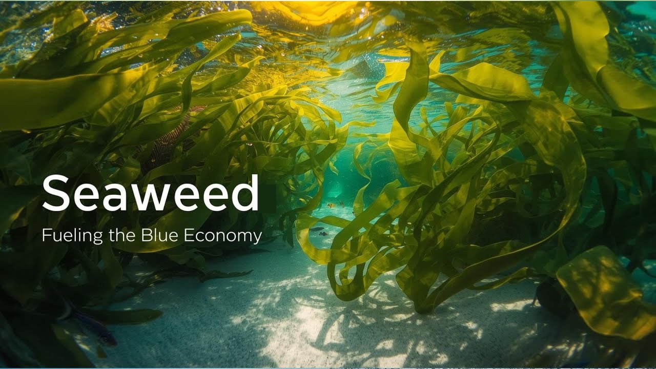 🌊 Marine Innovation & Blue Economy: Patricia on Seaweed, Sustainability & Future Opportunities 🐟💡