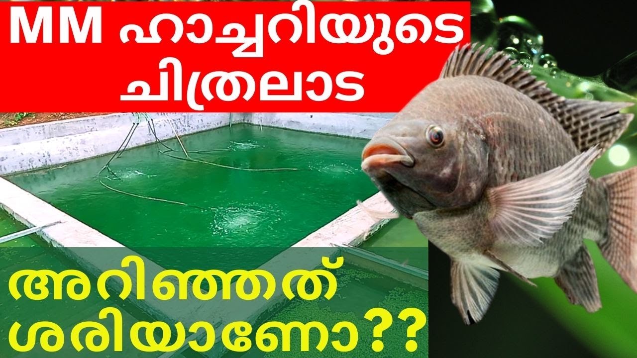 ചിത്രലാട തിലാപ്പിയ കൂടുതൽ അറിയാം | Chitralada Tilapia Farming Malayalam | MM Hatchery Chitralada