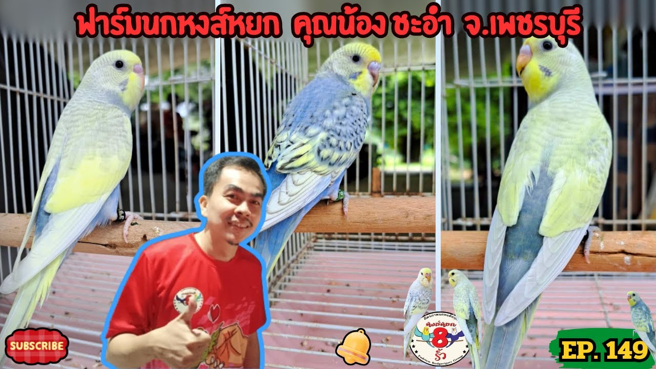 หงส์หยกแปดริ้ว EP.149 ฟาร์มนกหงส์หยก  คุณน้อง ชะอำ จ.เพชรบุรี