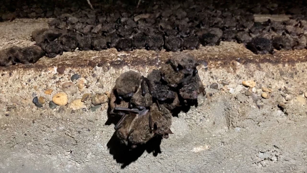 Northern Michigan bat colony a refuge from deadly white-nose syndrome