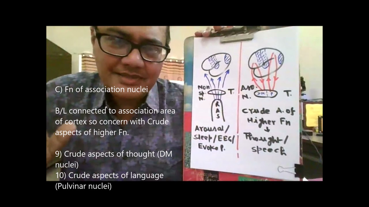 Functions of Thalamus Part III (Association Nuclei)