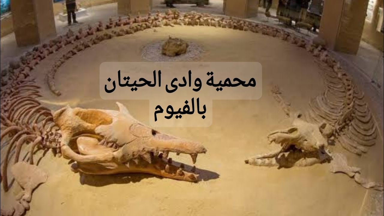محمية وادى الحيتان فى وادى الريان بالفيوم | wady al hitan