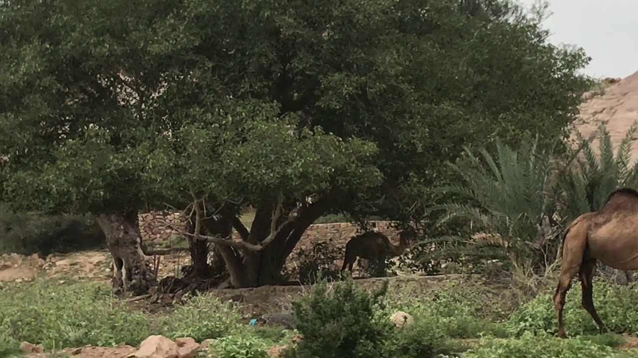 جولة في وادي الخشعة القريب من مكة