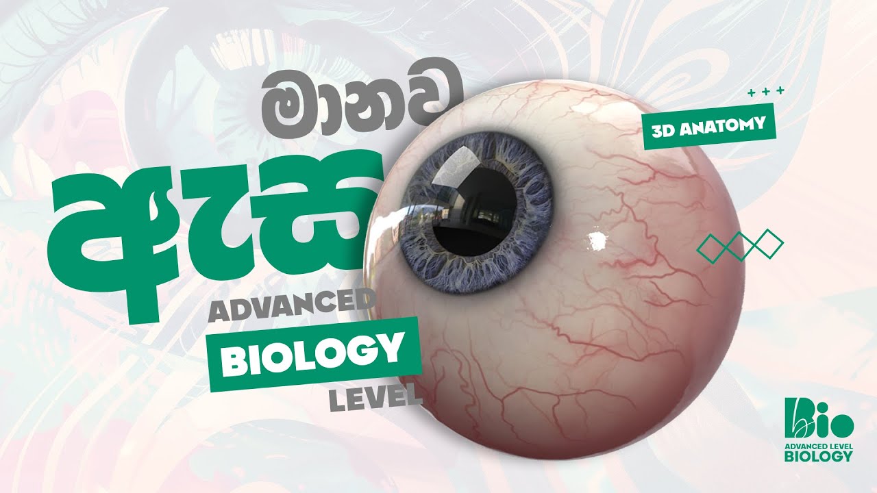 මිනිස් ඇසේ ව්‍යූහය | Human eye structure | 3D Anatomy | Sinhala | A/L Biology | Bhagya S Jayasekara