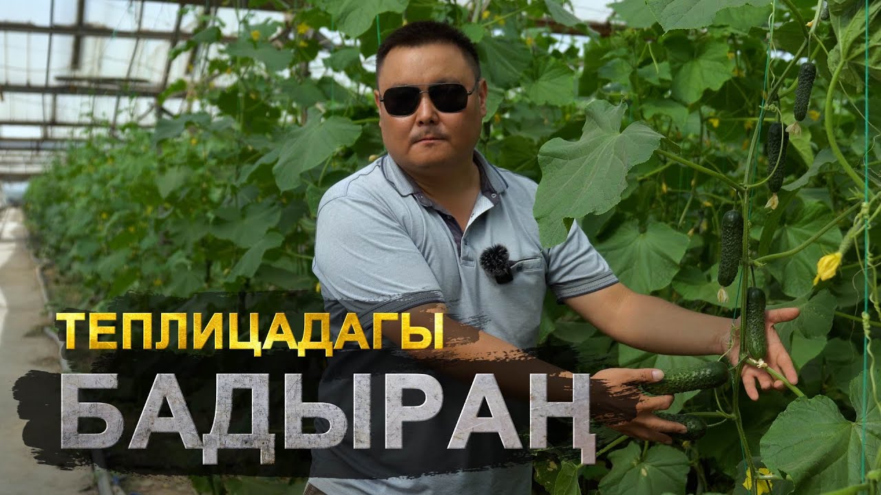 Эмне деген шумдук!!! 51 000 ДОЛЛАР бир жылда. Бадыраңды теплицада өстұрұш керек экен.