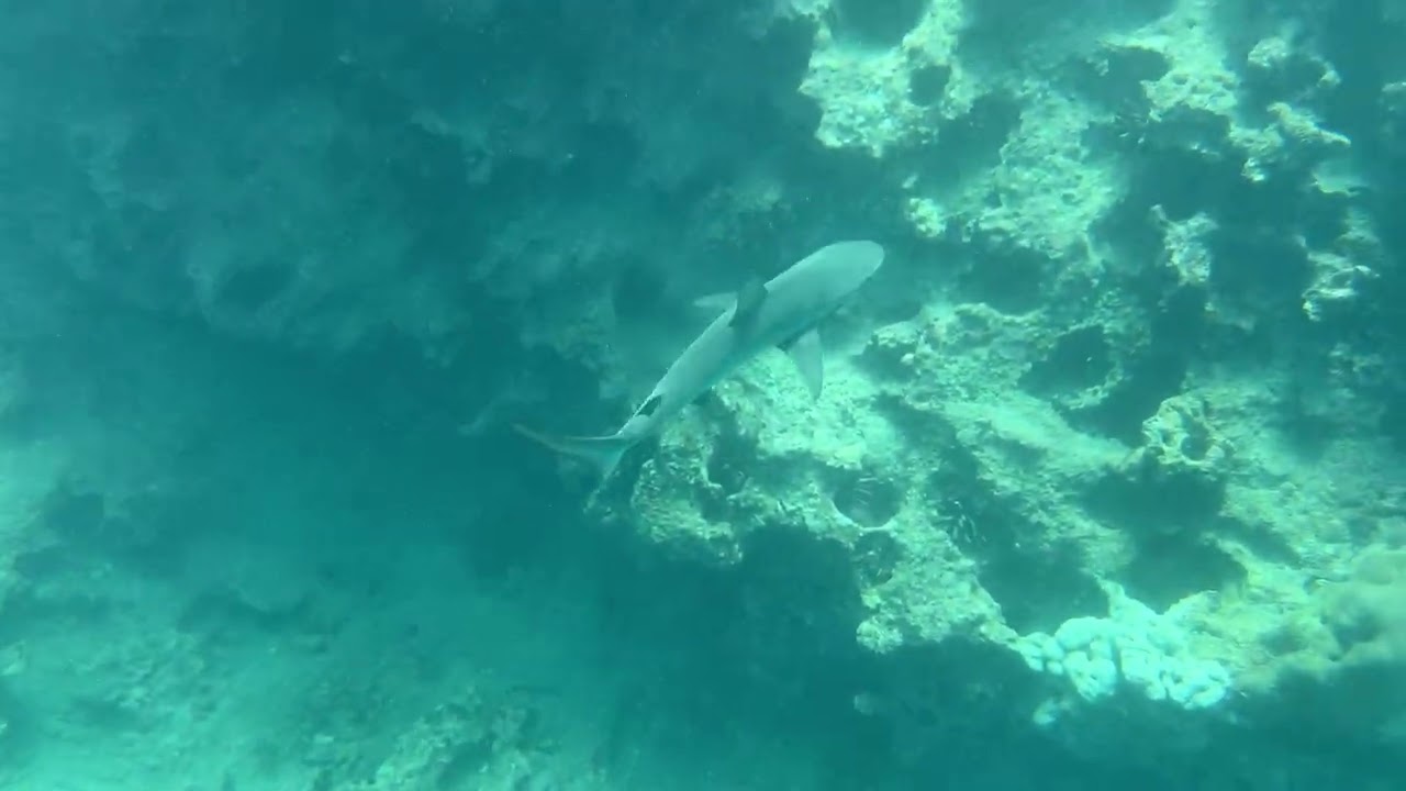 Galapagos shark