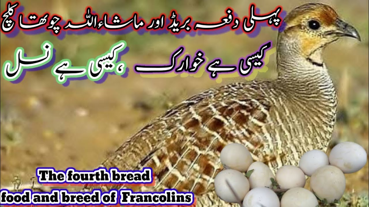 Teetar breeding formula | Teetro se zeyada breed Kesy ley | How to get maximum bread from birds