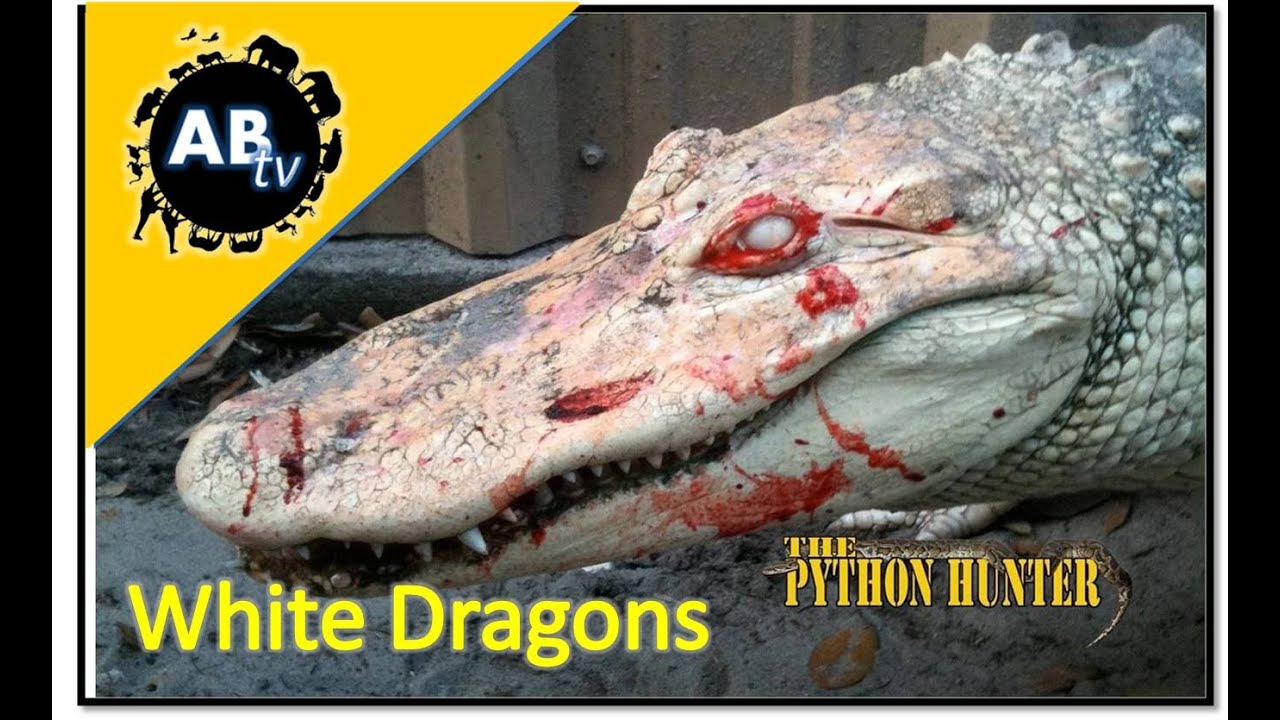 White Dragons : The Python Hunter : AnimalBytesTV