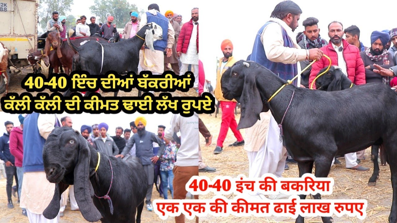 ਢਾਈ ਢਾਈ ਲੱਖ ਦੀਆਂ ਬੱਕਰੀਆਂ || Goat farming || Lehra Bega Bakra Mandi || @ILTILANATV