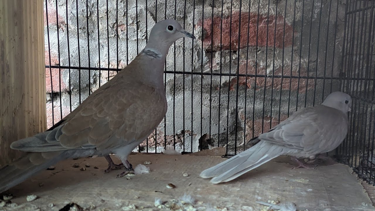 New update on Eurasian collared Dove Urdu 