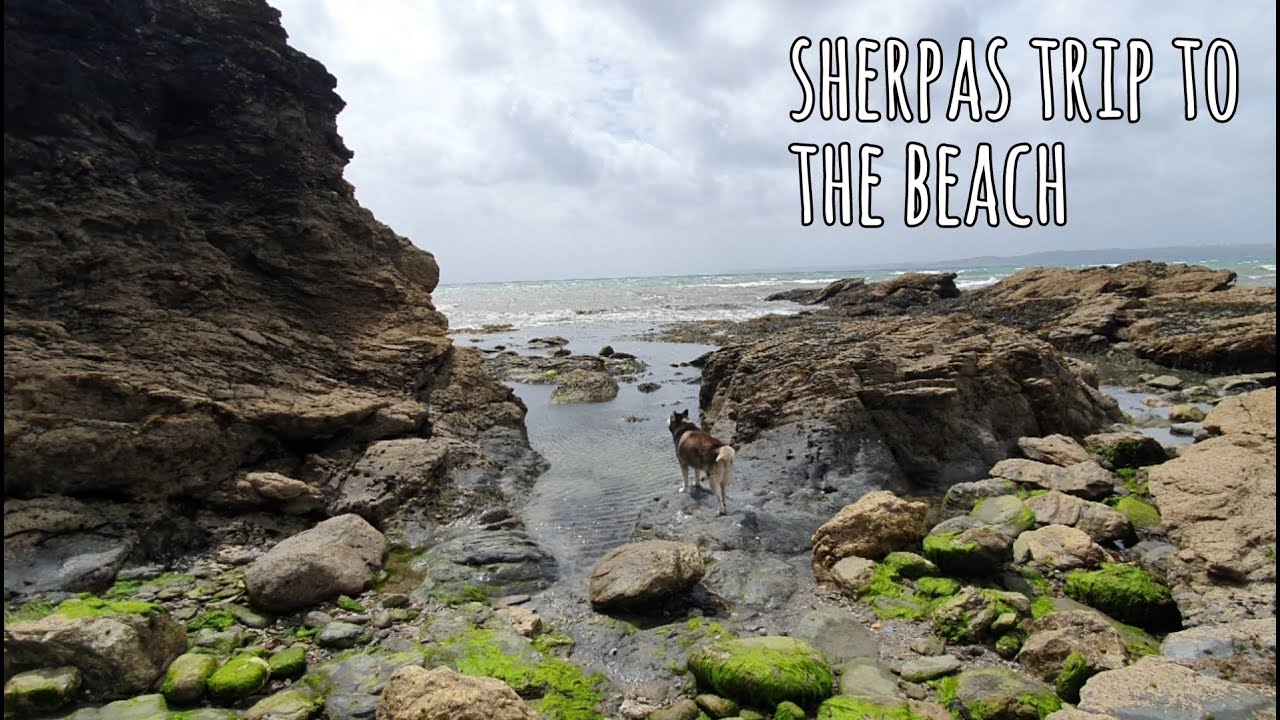 Taking Sherpa to the beach | Husky / Malamute off lead