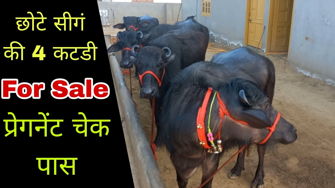 छोटे सीगं की 4 कटडी, प्रेगनेंट चेक पास बिक्री के लिए उपलब्ध (93065_75071) Rammehar Dairy Farm 