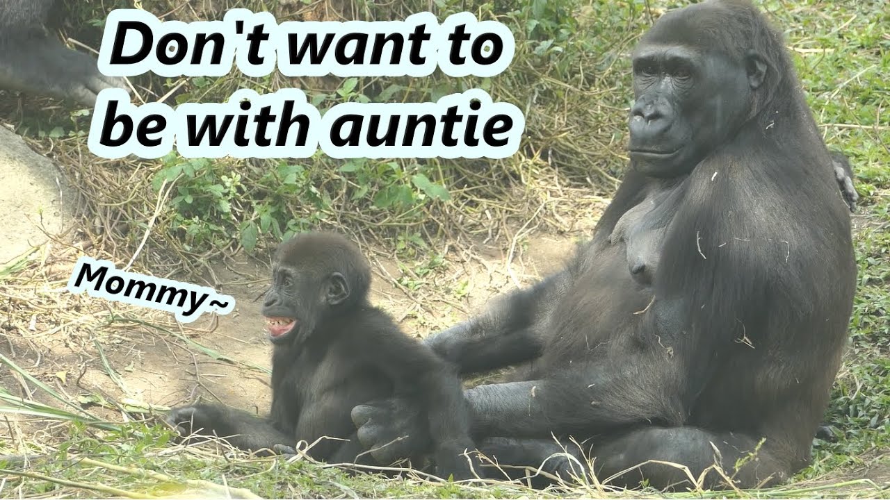 Little gorilla Jabali did not want to hold  by auntie./小金剛猩猩Jabali不想要阿姨抱他