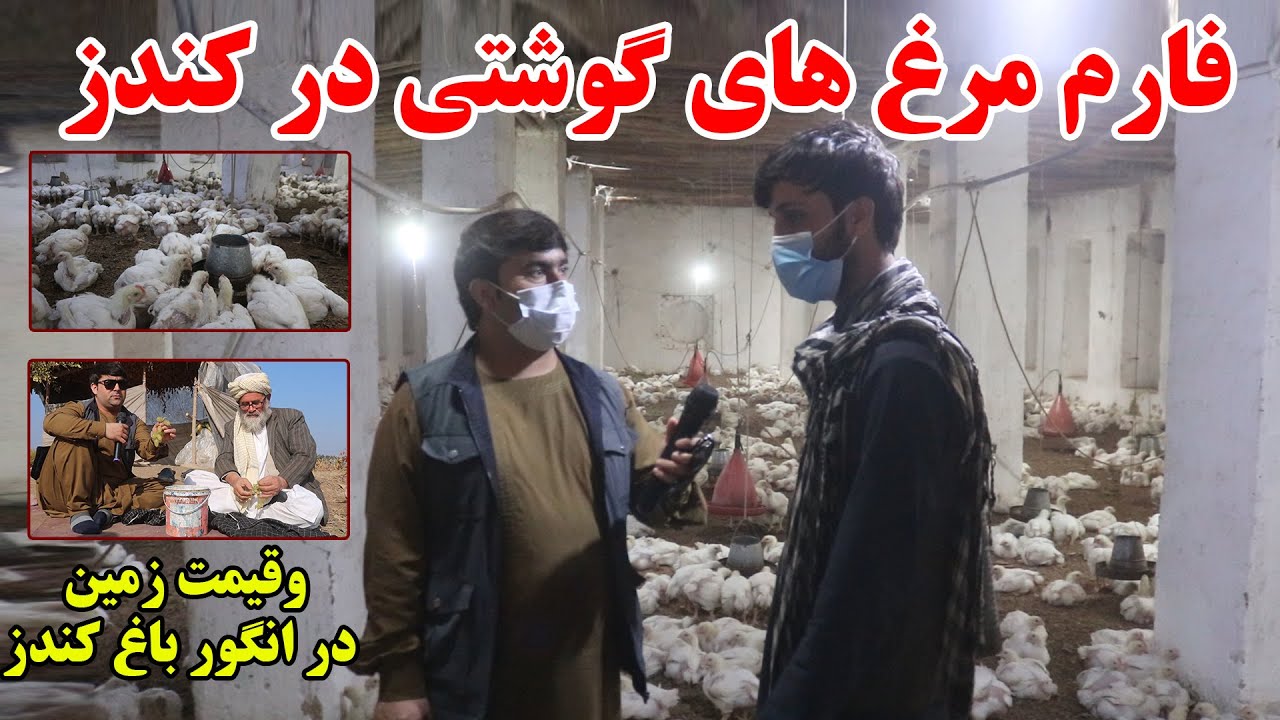 گزارش از فارم مرغ های گوشتی در کندز | و روش نگهداری این مرغ ها | انگور و قیمت زمین در انگور باغ کندز