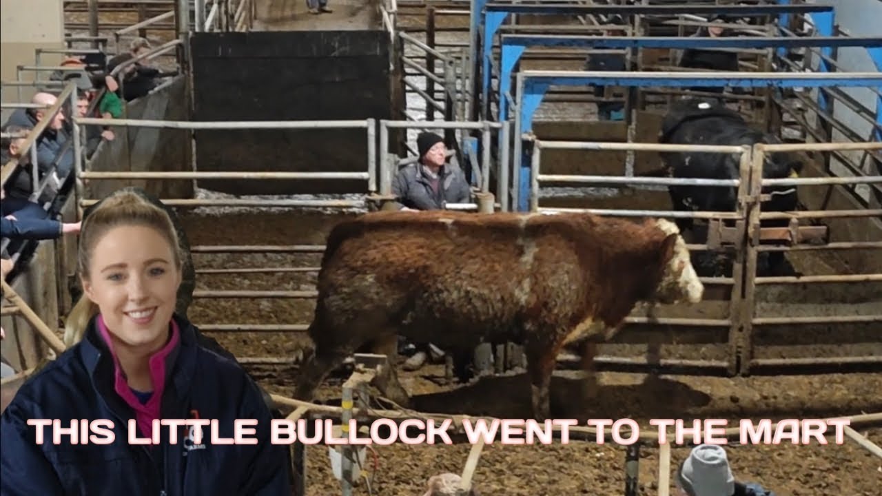 A DAY AT THE MART - WAS IT WORTH IT?