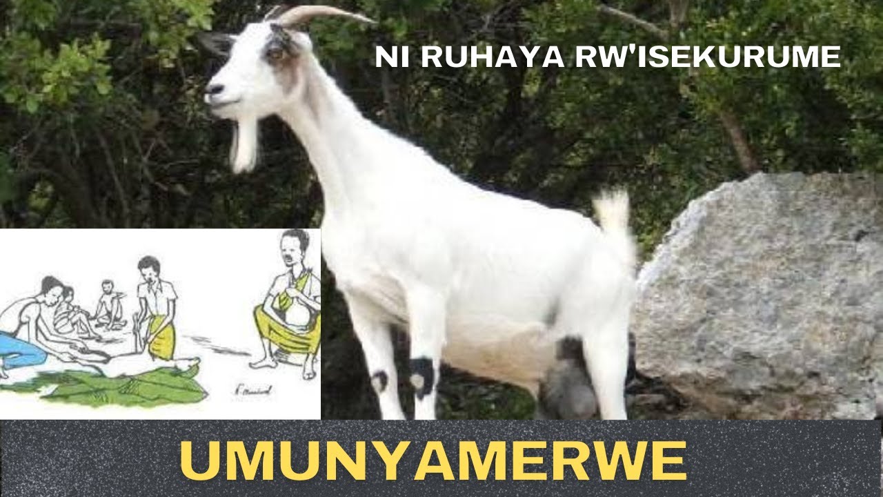 UMUNYAMERWE ARAVUGISHWA ABONYE IGARAMYE//Ni Ruhaya rw'isekurume 