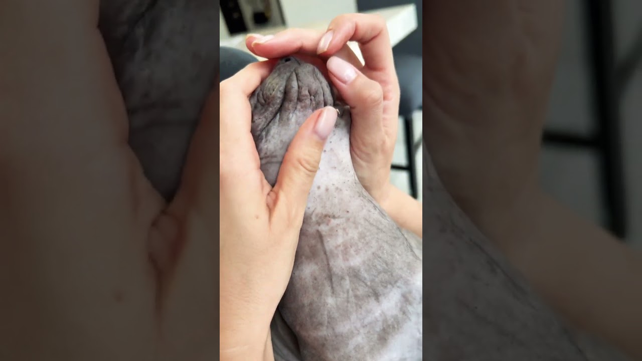 Another Blackhead popping. #pimplepopping #pimple #pimples #sphynx #catlovers #catlifeseries #cat