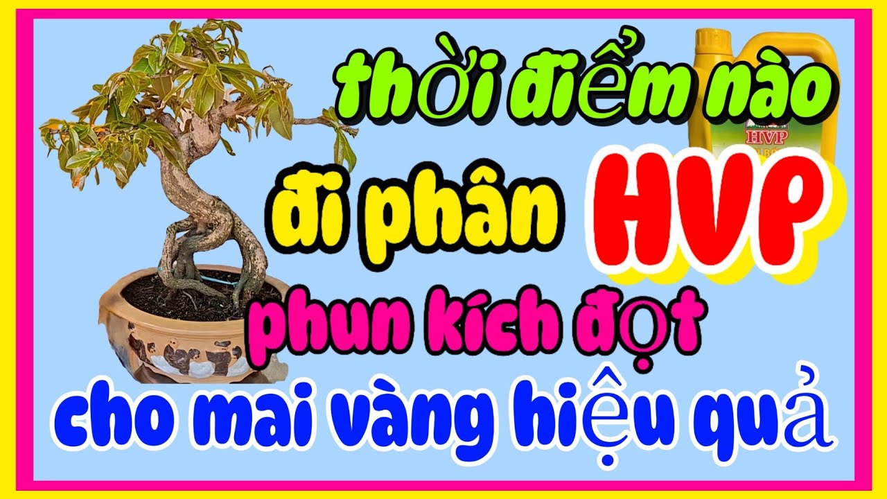 Thời điểm vàng đi phân HVP và phun kích đọt cho mai vàng hiệu quả
