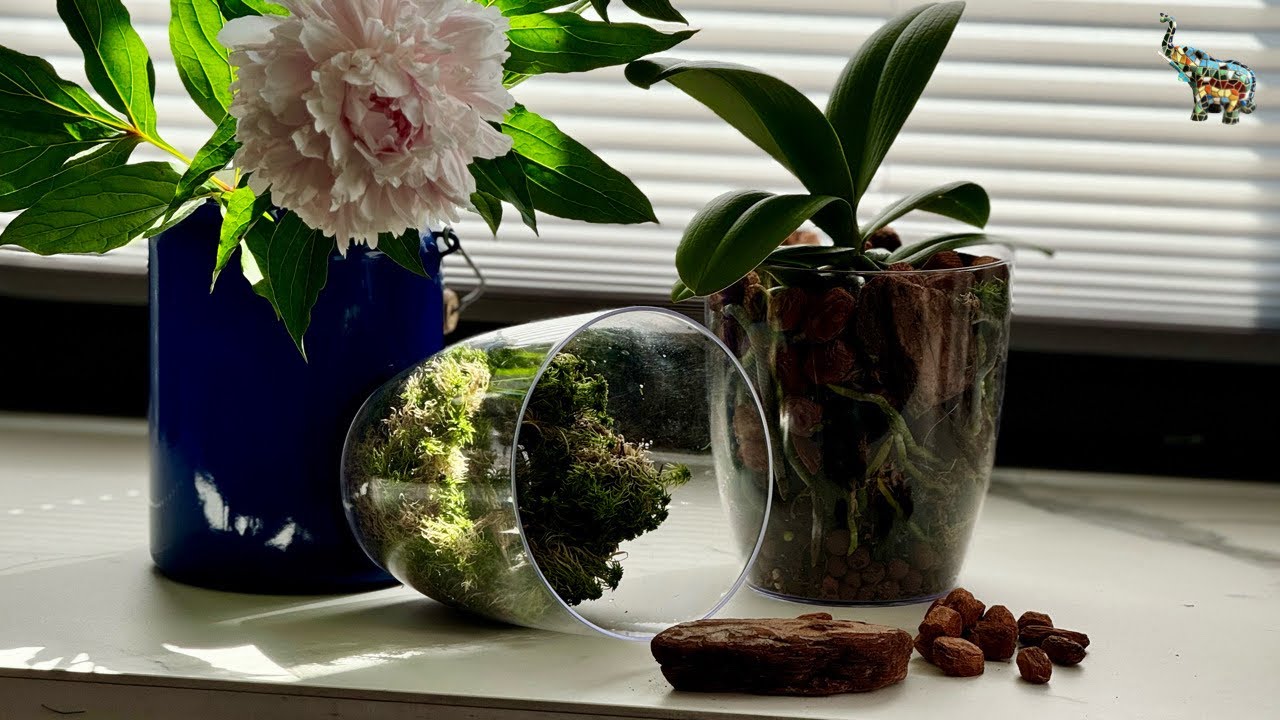 Пересадка орхидеи ! Dream Diamond пелорик (?!) #phal #orchid #growingorchids #уходзаорхидеями
