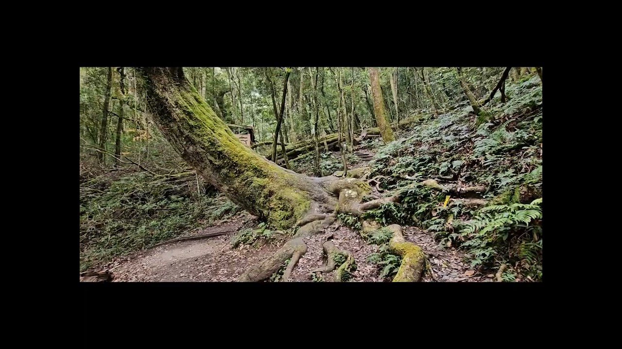 鎮西堡巨木群一日遊One-day tour to Zhenxibao Giant Tree Group2026／01／31