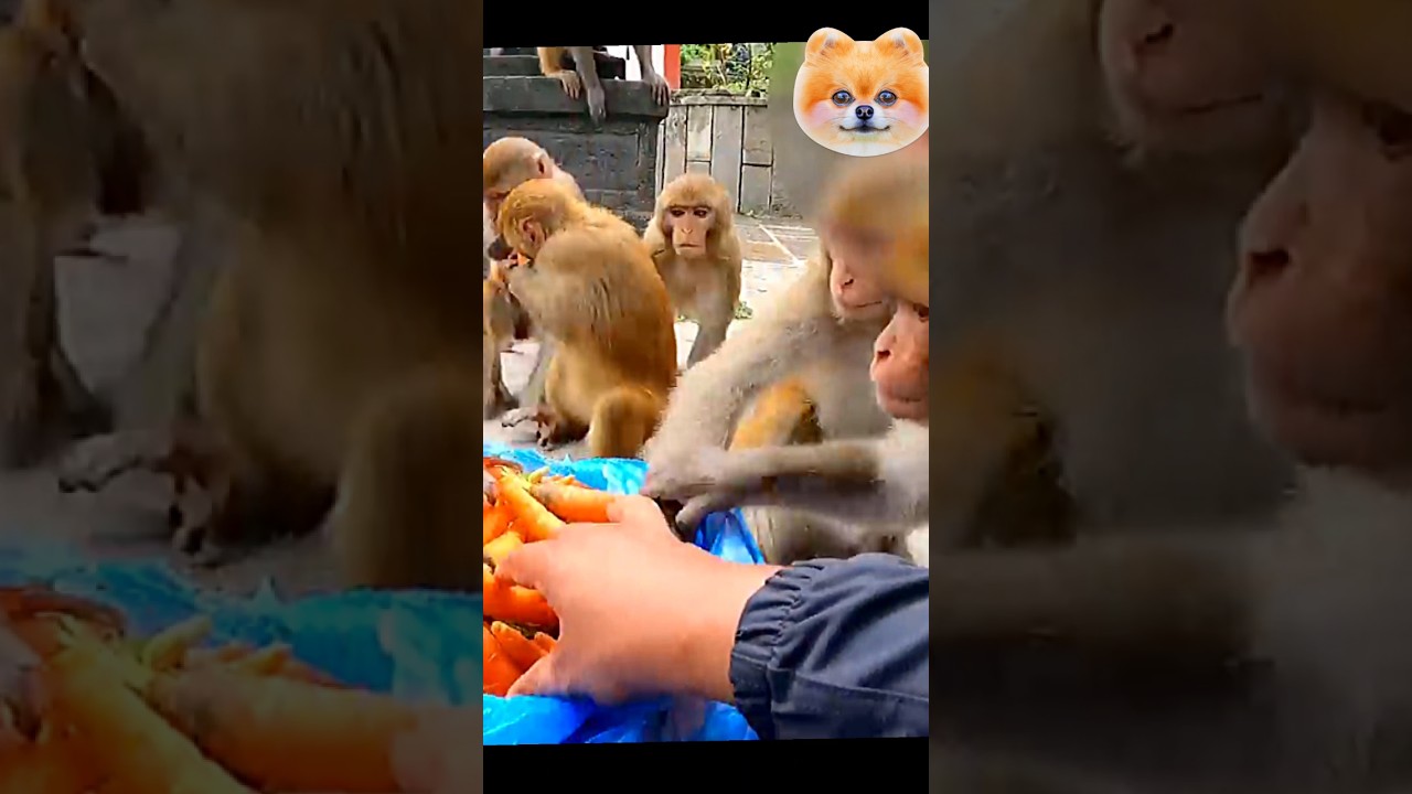 Monkey eating vegetables food 🥑🥝 #monkey #animals