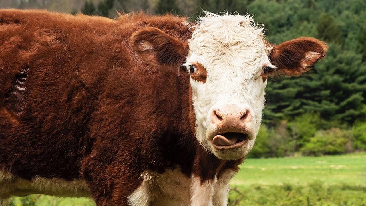 Cow Would Break Into A Horse Farm To Play With His Horse Pals | The Koala