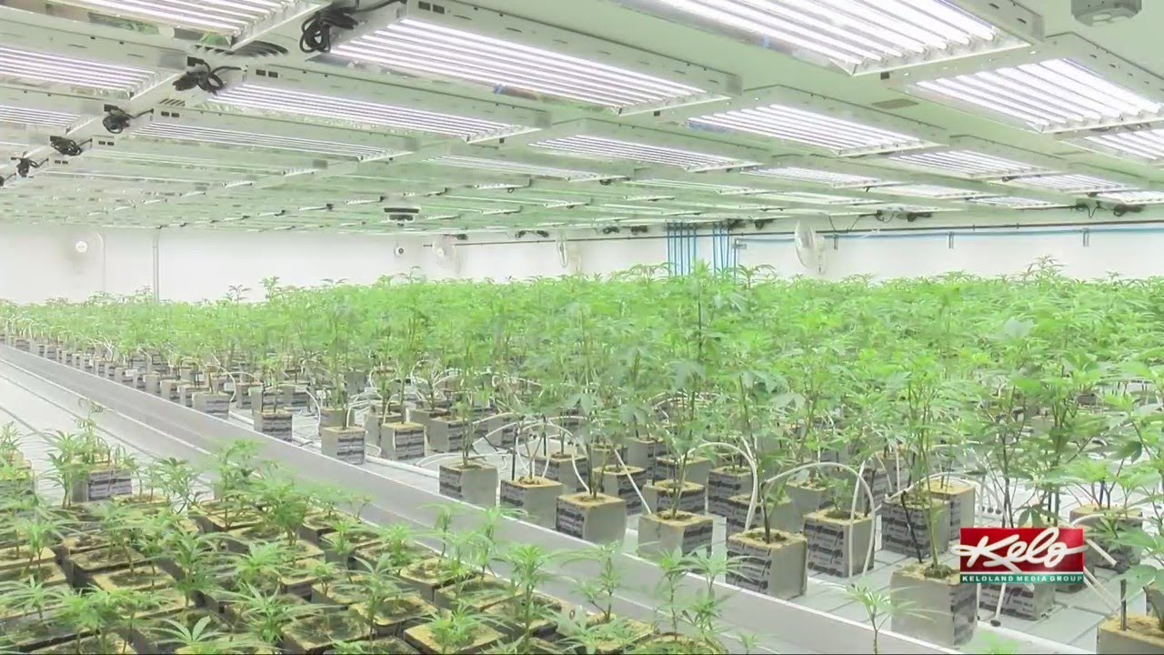 SD medical cannabis patients concerned over SB20