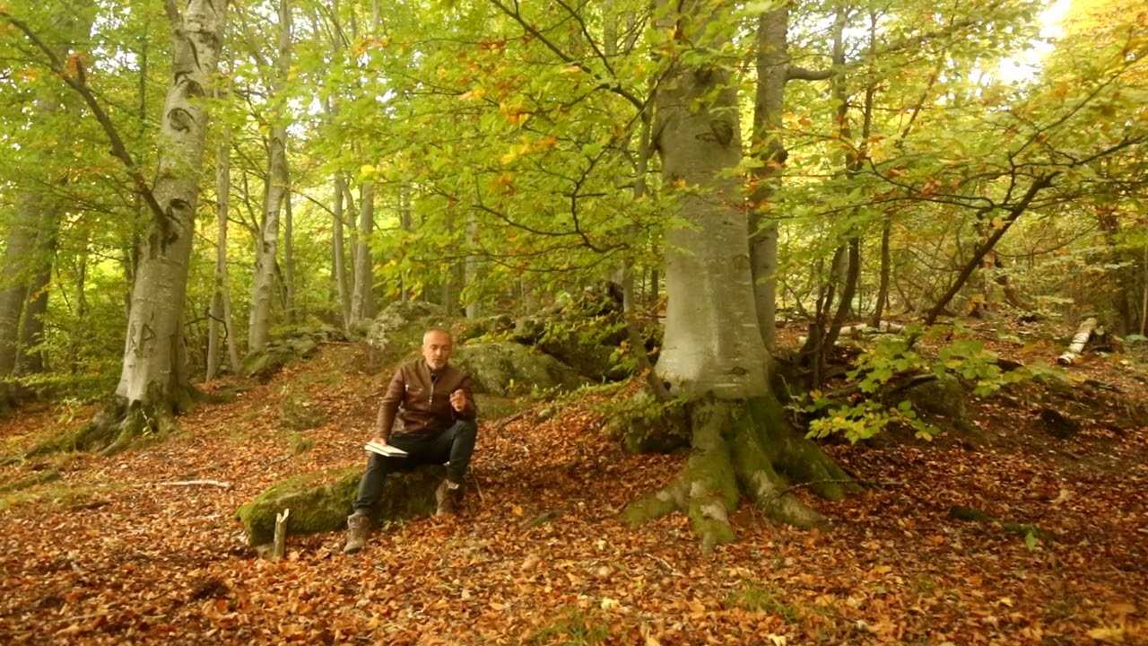 Faggio, meraviglia d'Autunno!