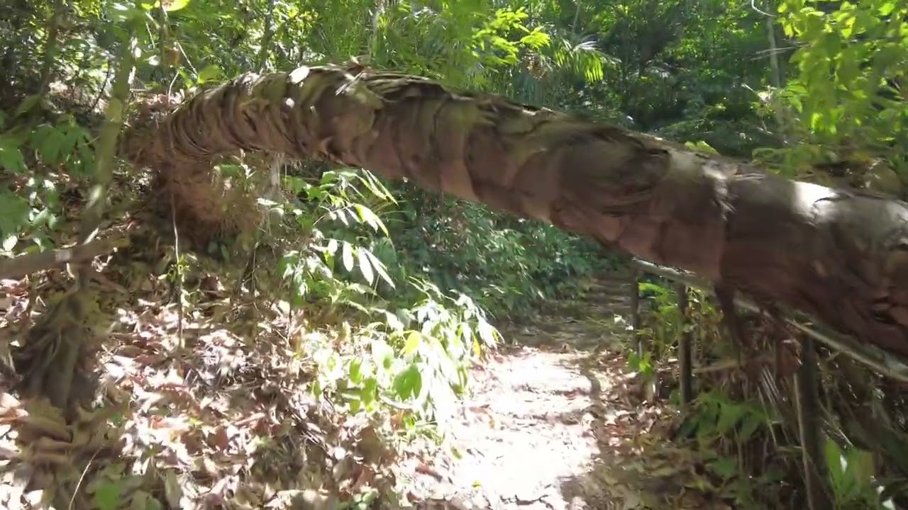 Tonesai Waterfall Nature Trail Phuket Thailand