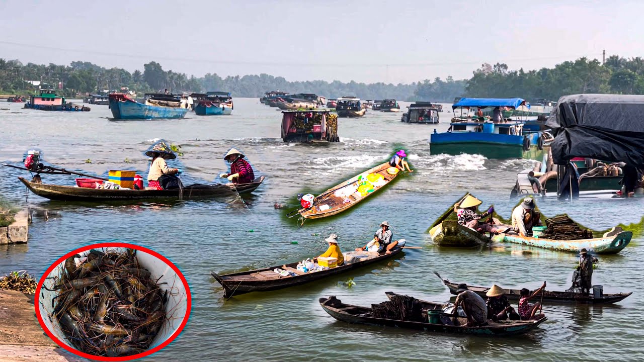 Mưu Sinh Nghề Lú Tôm Càng ở Cống Ngăn Mặn | Ghe Thuyền Tranh Nhau Vào Cống 10 Cửa