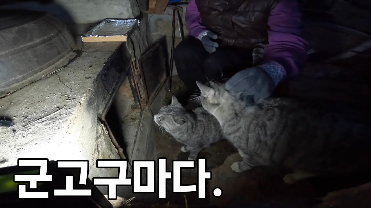 산골짜기 고양이집에 군불 넣기 5년차 (불멍 ASMR)