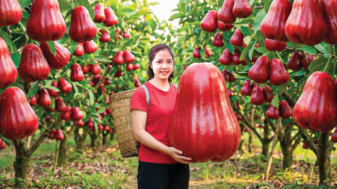 Harvesting Giant Rose Apple &ndash; Massive Red Wax Apple Harvest & Go to Market | Lotus Farm Life