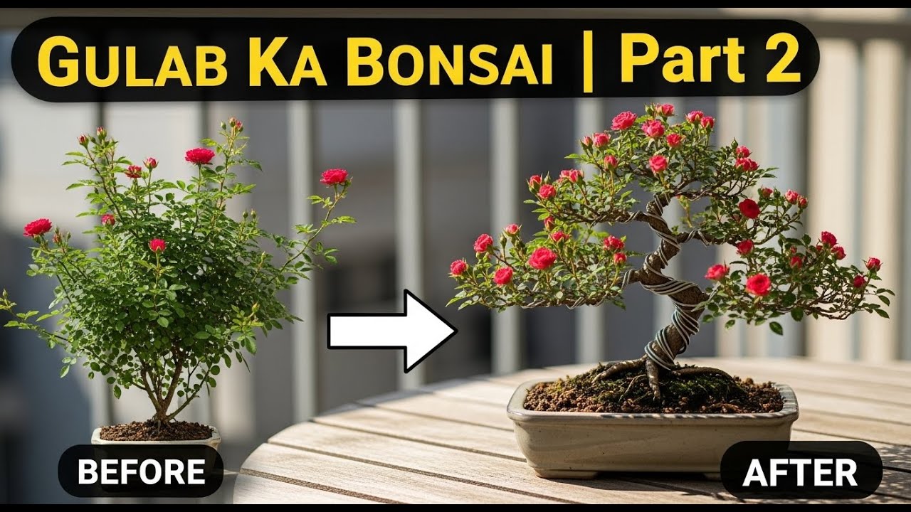 Rose Plant Bonsai Training Step-by-Step | Gulab Ka Bonsai Kaise Banayein (Part 2)
