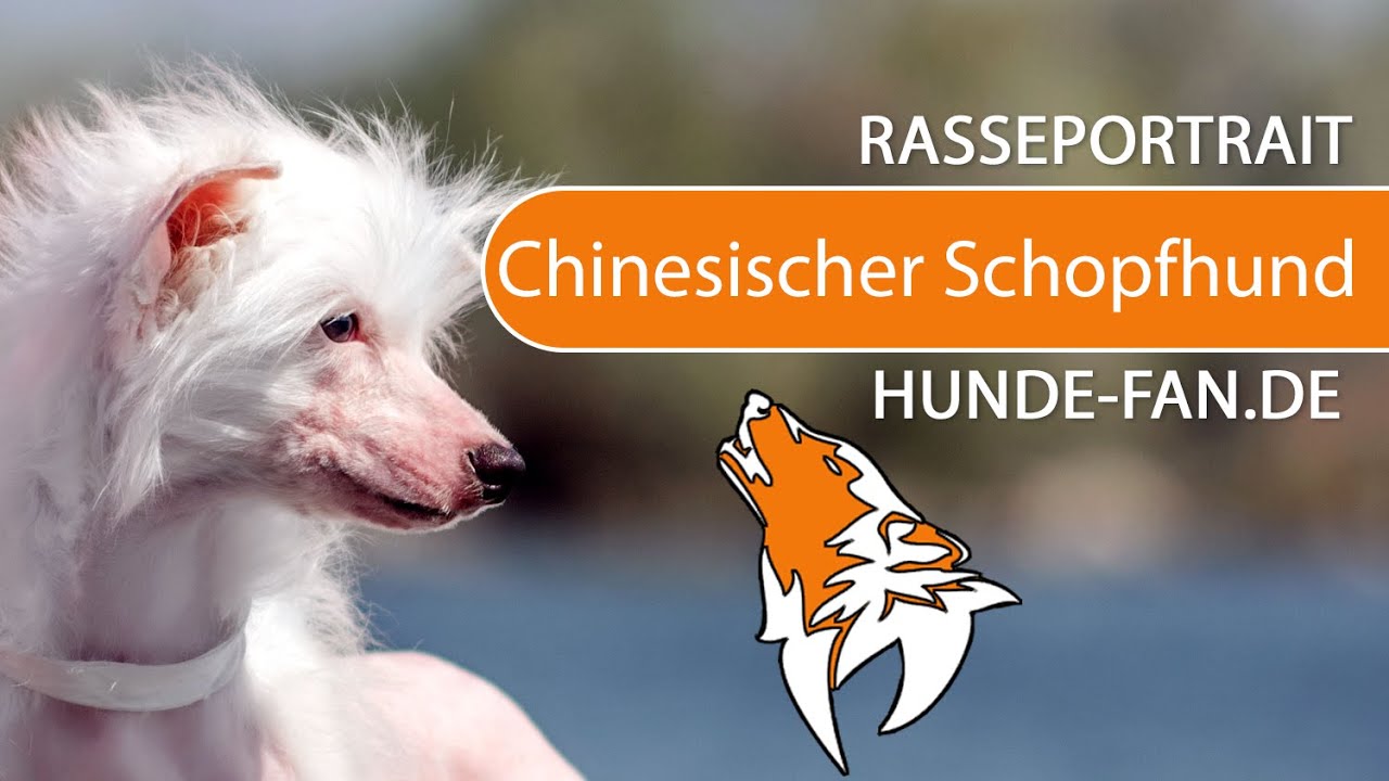 ► Chinesischer Schopfhund [2024] Rasse, Geschichte, Aussehen, Charakter, Erziehung & Krankheiten