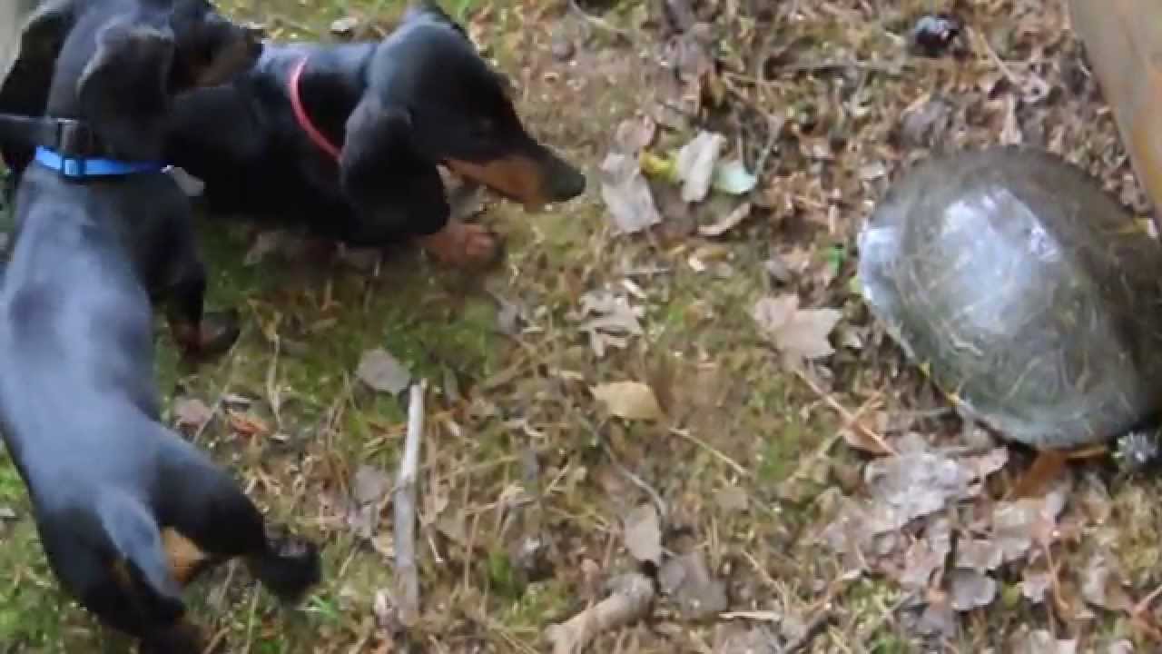 Hurley and Rupert vs Gertle the Turtle