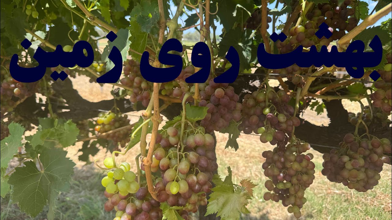 Summer In Australia تابستان استرالیا