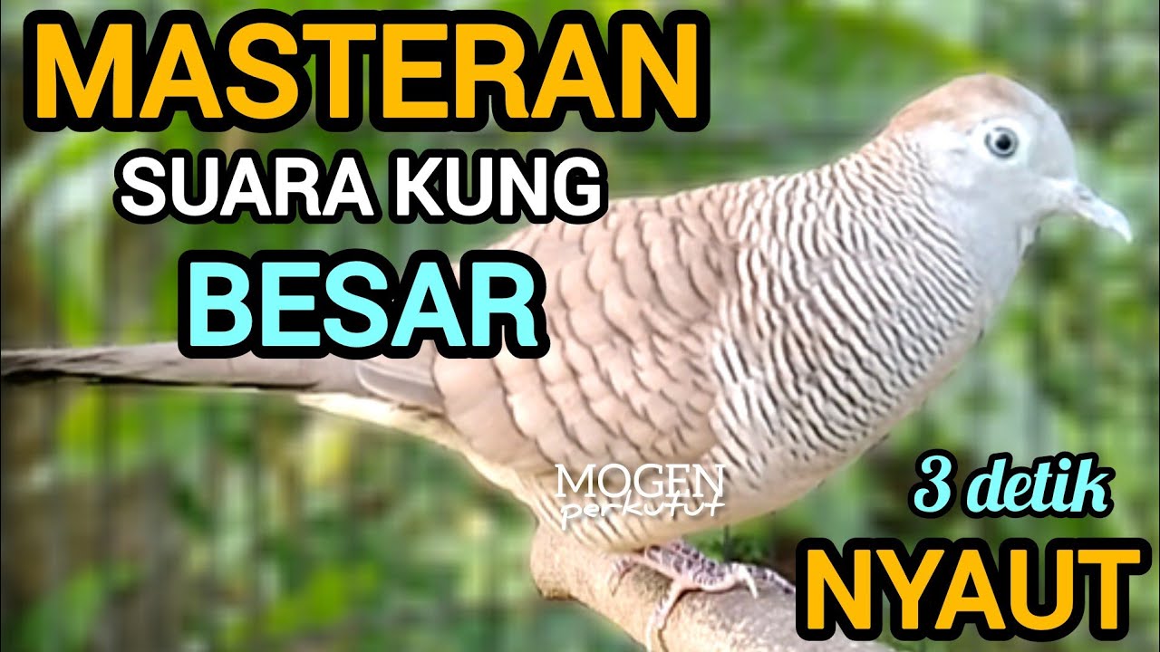 Perkutut lokal gacor suara kung besar||Masteran perkutut lokal super ampuh 