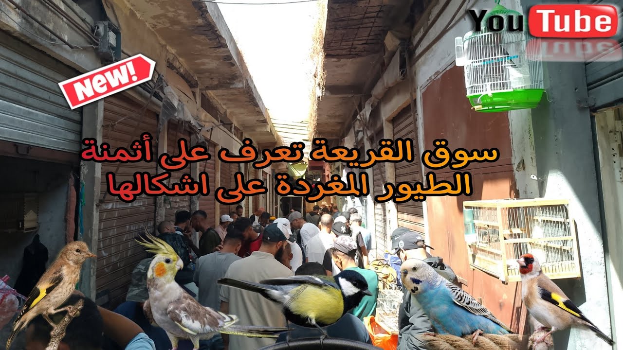 سوق القريعة يوم السبت 17/8/2024 تعرف على أثمنة 🔥 الطيور المغردة على اشكالها والله يدير الخير لجميع