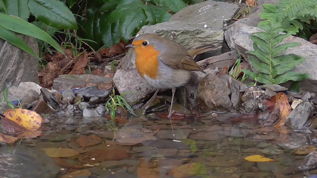Vogelbad im Garten. Singv&ouml;gel am Wasser. Eifel / Dohr 11.11.2015
