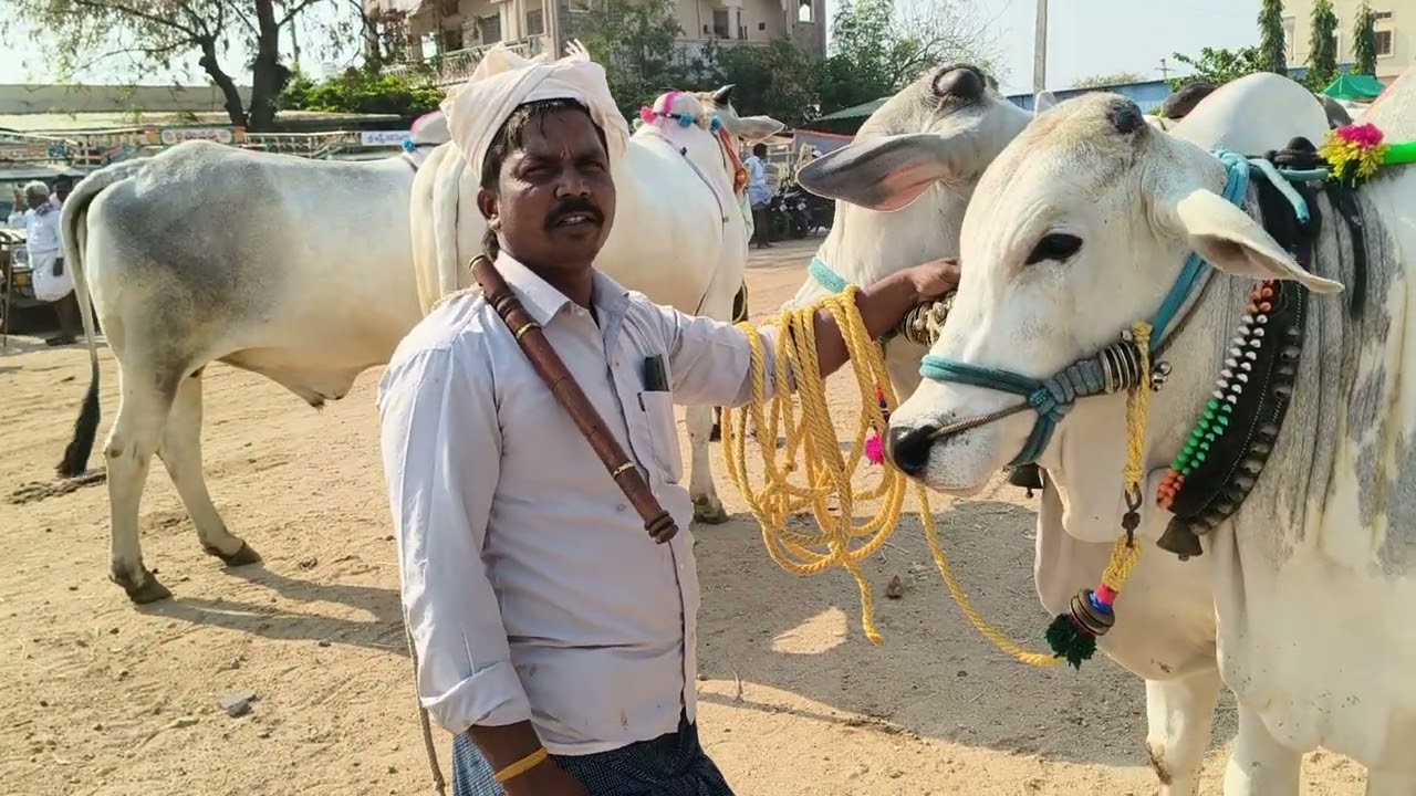 పెబ్బేరు మార్కెట్లో రెండు పళ్ళ కోడెదూడలు రేట్లు చూద్దాం  