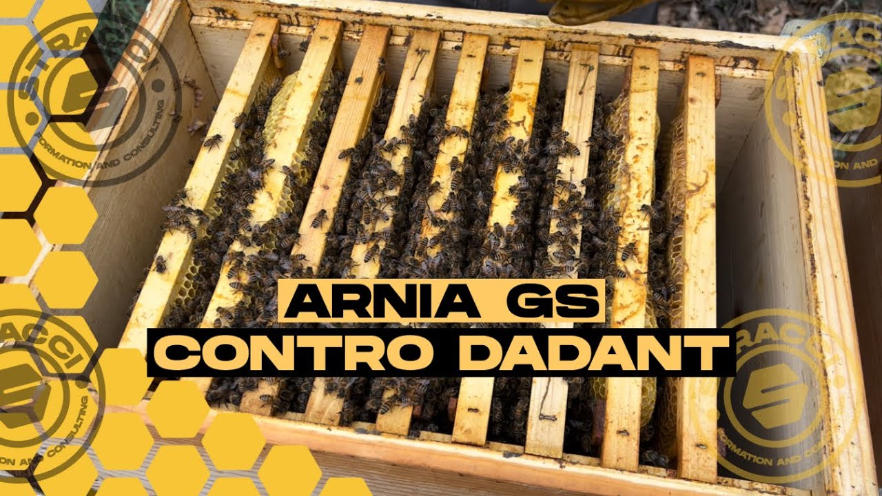 Arnia GS contro Dadant, quali sono i punti di forza?