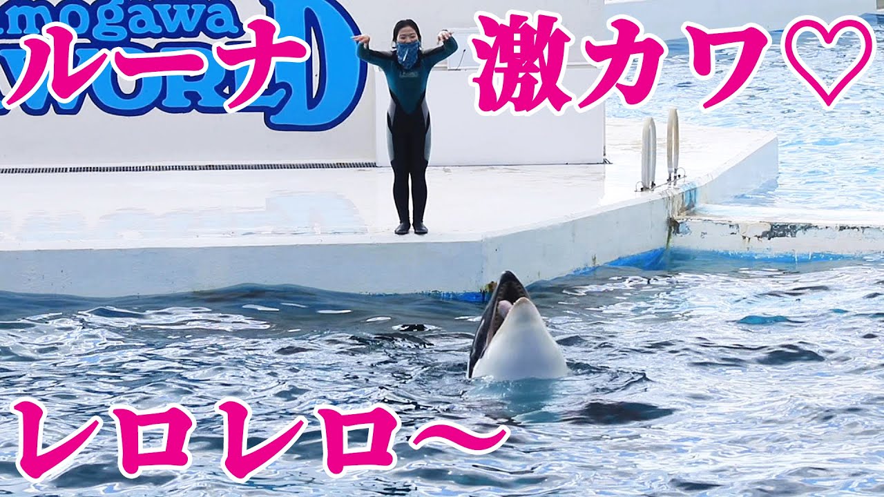 母ラビーの血を引くルーナ激カワ!! 鴨川シーワールド シャチ KamogawaSeaWorld
