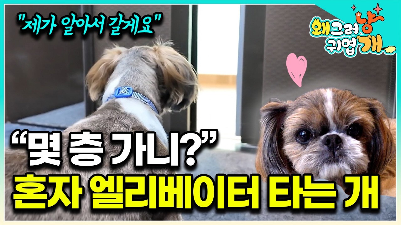 “길 잃어버린 강아진 줄 알았어요” 혼자 엘리베이터 타고 동물병원 회진 도는 강아지│#왜그러냥귀엽개