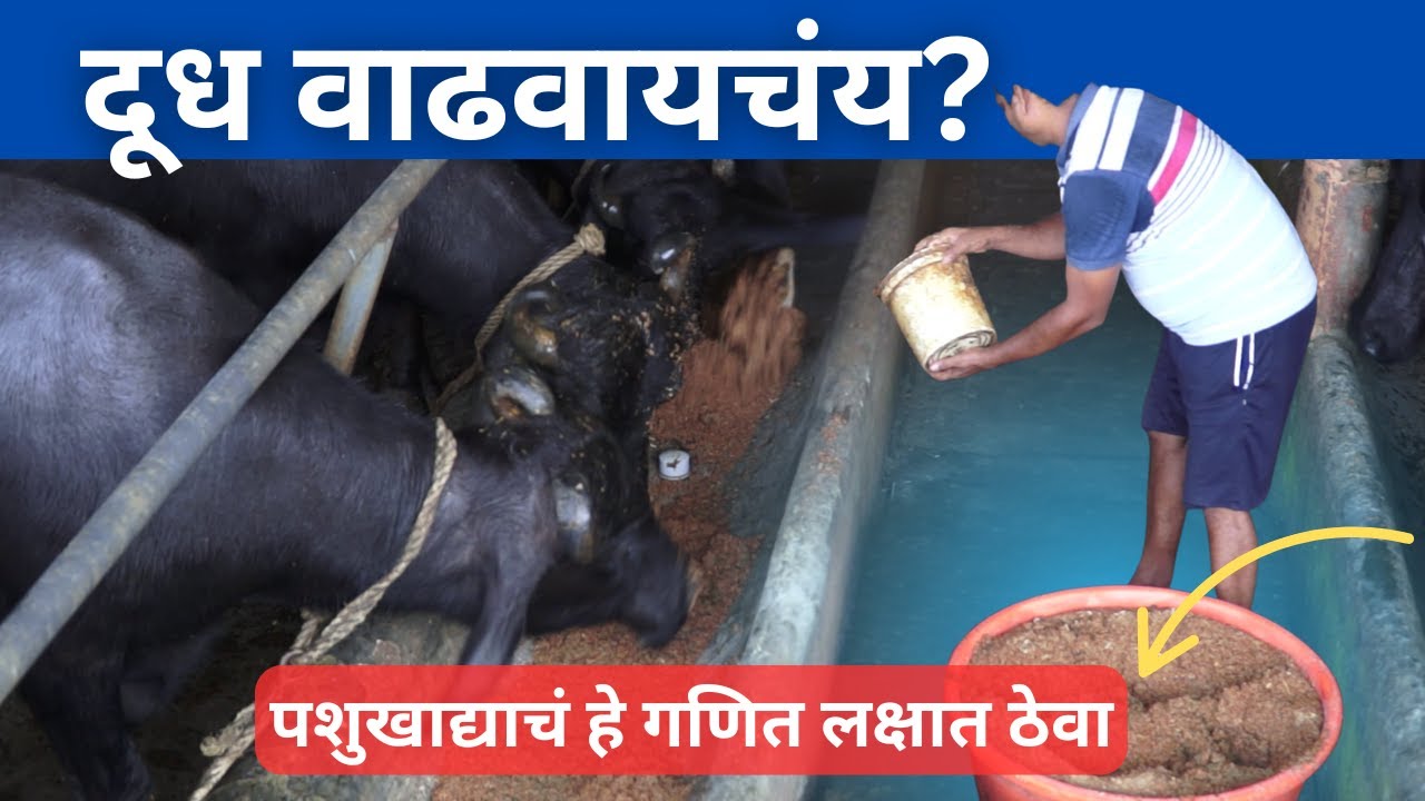दूध वाढवायचंय? पशुखाद्याचं हे गणित लक्षात ठेवा