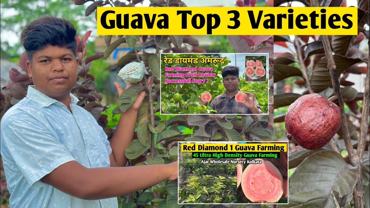 Guava Top 3 Variety Black Diamond Guava Red Diamond Guava Red Diamond 1 Guava amrud ki kheti