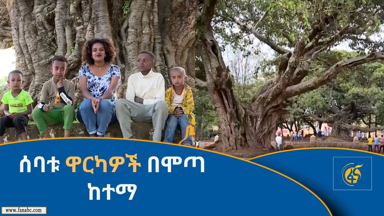 ሰባቱ ዋርካዎች በሞጣ ከተማ