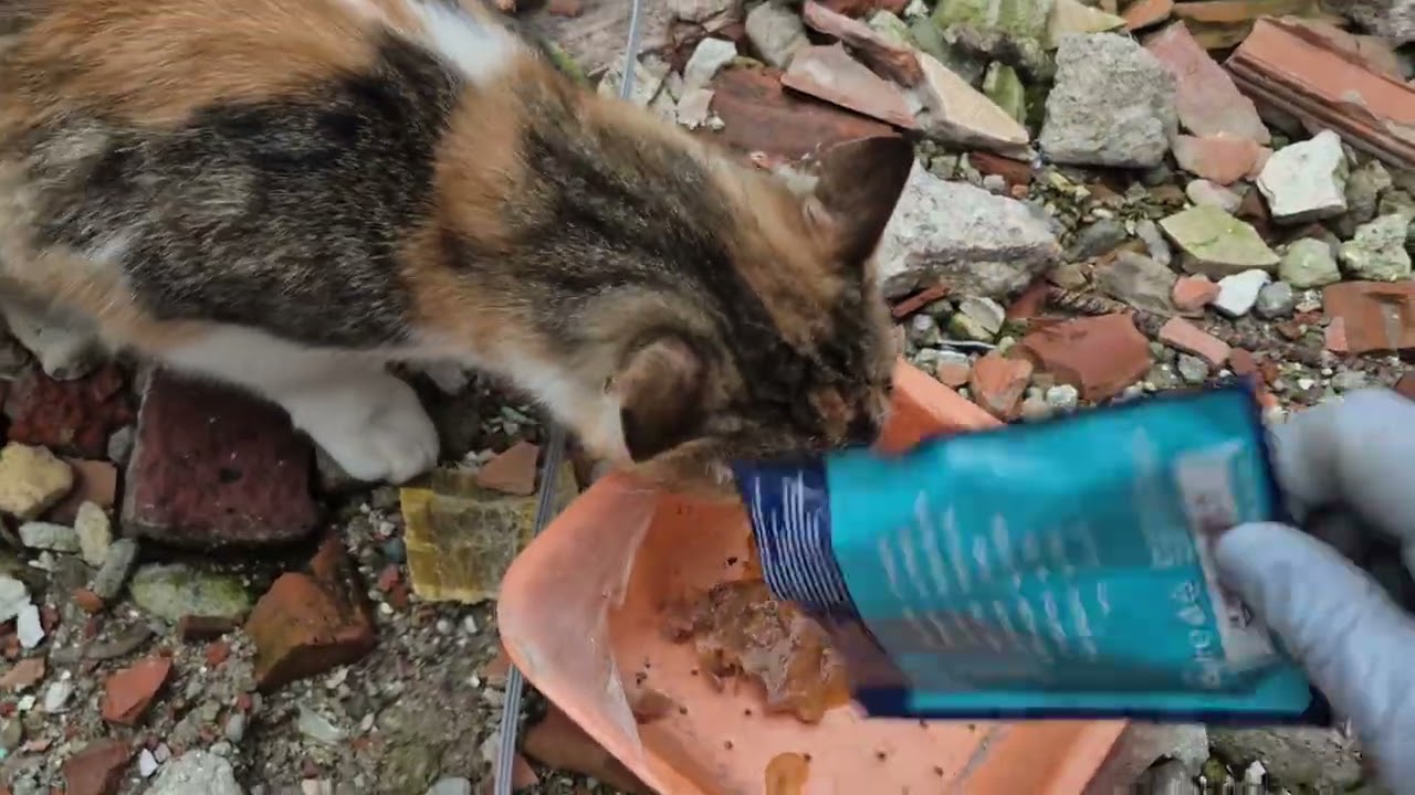 İNŞAAT  KEDİLER VE BEN EMEKLERİM..❤️🤣🐈‍⬛🤲‼️🐈