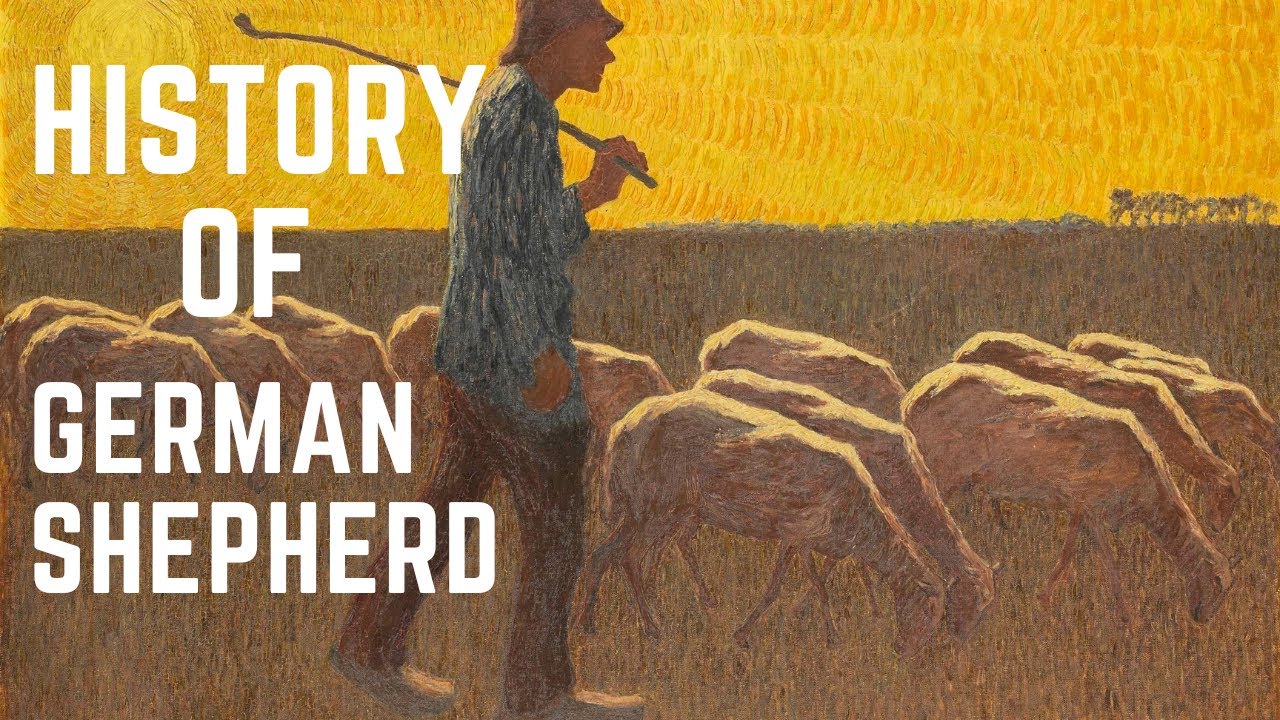 History of a German Shepherd dog